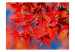 Fototapete Japanischer Ahorn - rote Blätter an Zweigen in der Sonne 59925 additionalThumb 1