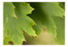 Vlies Fototapete Blätter - Pflanzenmotiv in Form einer Nahaufnahme von Baumblättern 60425 additionalThumb 1