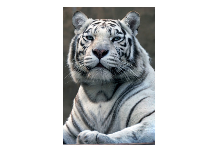 Fototapete Wilde Natur - majestätischer bengalischer Tiger mit blauen Augen 61335 additionalImage 1