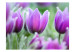Vlies Fototapete Lila Frühlingstulpen - Blühende Blumen und verschwommener Hintergrund 60345 additionalThumb 1