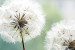 Vlies Fototapete Zwei Pusteblumen - Blumenmotiv mit Nahaufnahme von Blumen 60645