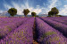 Fototapete Lavendelfelder - Pflanzen unter blauem Himmel im provenzalischen Stil 60745