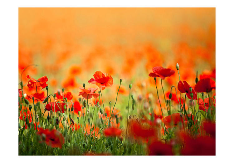 Fototapete Mohnblumen am sonnigen Sommertag - rote Blumen auf Wiese verschwommen 60365 additionalImage 1