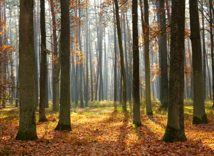 Fototapete Herbstbäume - Waldlandschaft mit hohen Bäumen und bunten Blättern 60565