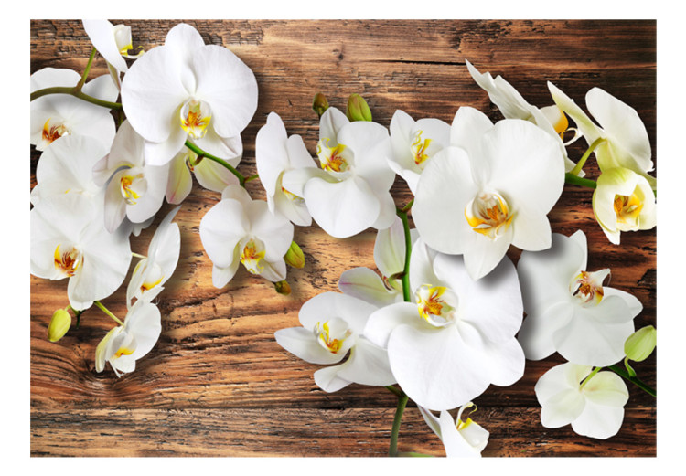 Fototapete Waldbewohnte Orchidee - natürliche weiße Blumen auf dunklem altem Holz 60306 additionalImage 1