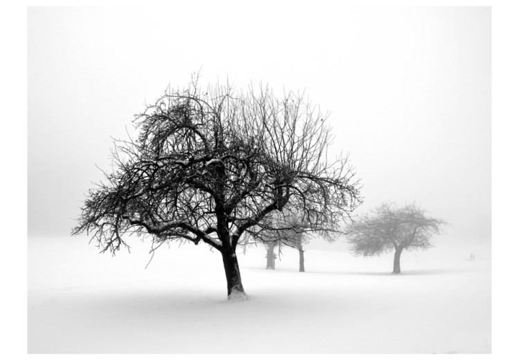 Vlies Fototapete Winter - Bäume 60426 additionalImage 1