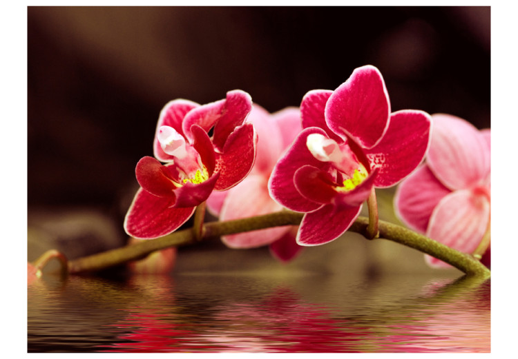 Vlies Fototapete Delikate Orchideen auf Wasser 60626 additionalImage 1