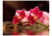 Vlies Fototapete Delikate Orchideen auf Wasser 60626 additionalThumb 1
