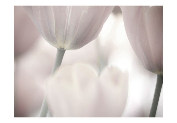 Vliestapete Schwarz-weiße Tulpen - Blumen Nahaufnahme verschwommener Hintergrund 60636 additionalImage 1