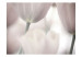 Vliestapete Schwarz-weiße Tulpen - Blumen Nahaufnahme verschwommener Hintergrund 60636 additionalThumb 1
