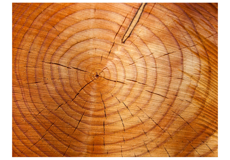 Vliestapete Baumstammringe - Muster eines geschnittenen Baumstamms mit Rissen 61046 additionalImage 1