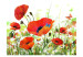 Fototapete Country poppies 60656 additionalThumb 1