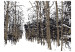 Vlies Fototapete Bäume - Herbst 60266 additionalThumb 1