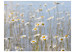 Fototapete Gänseblümchen - Wiese mit Nahaufnahme von Blumen und blauem Himmel 60466 additionalThumb 1