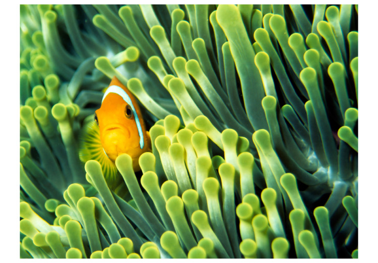 Vliestapete Meeresnatur - Clownfisch inmitten eines grünen Korallenriffs 61266 additionalImage 1