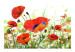 Fototapete Weite - Frühlingslandschaft mit Mohnblumen und blauem Schmetterling 60386 additionalThumb 1