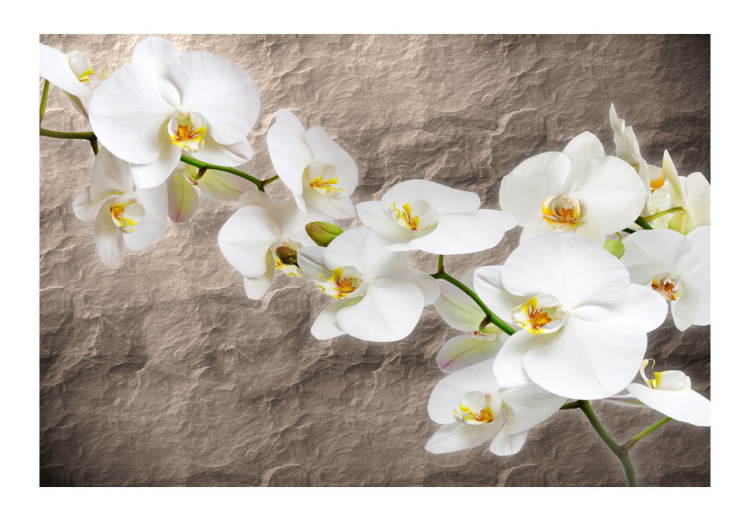 Vliestapete Orchideenblumen - Weiße Blumen auf grauem Hintergrund 60627 additionalImage 1