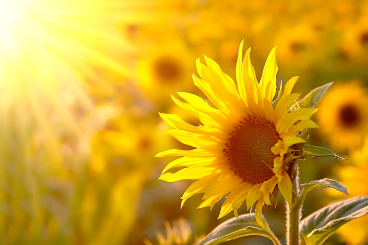 Fototapete Sommerblumenmotiv - Gelbe Blume in der Sonne auf Sonnenblumenfeld 60737