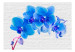 Vliestapete Blaue Erregung - energetische Orchideen auf weißen Backsteinen 60247 additionalThumb 1