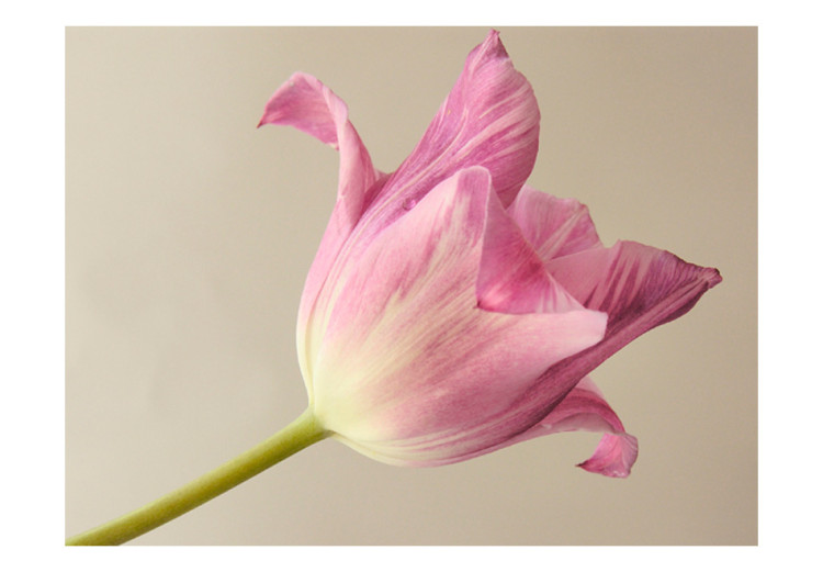 Fototapete Pink tulip 60357 additionalImage 1