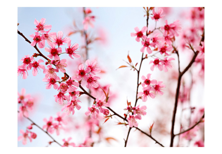 Vlies Fototapete Symbol Japans - Kirschblüten - Heller japanischer Blumenmotiv 60657 additionalImage 1