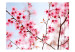 Vlies Fototapete Symbol Japans - Kirschblüten - Heller japanischer Blumenmotiv 60657 additionalThumb 1