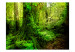 Fototapete Dschungel 60267 additionalThumb 1