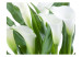 Vliestapete Blumenstrauß - Calla-Lilien und Blumenmotiv mit zarten Blumen 60667 additionalThumb 1