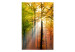 Fototapete Herbstwald - sonnige Waldlandschaft mit bunten Blättern an den Bäumen 60277 additionalThumb 1