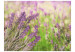 Fototapete Lavendelgärten -  Wiese mit Nahaufnahme von Lavendelblumen 60477 additionalThumb 1
