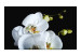 Fototapete Phalaenopsis 60187 additionalThumb 1