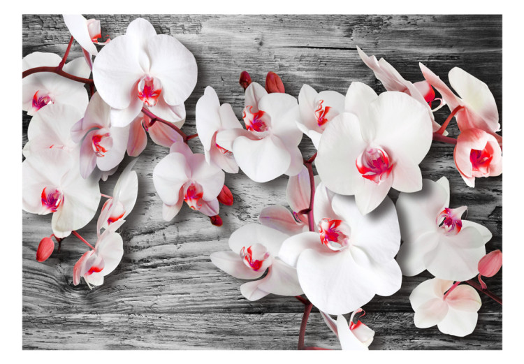 Fototapete Callous orchids 60308 additionalImage 1