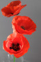 Vlies Fototapete Drei Mohnblumen - Komposition roter Blumen auf grauem Hintergrund 60408