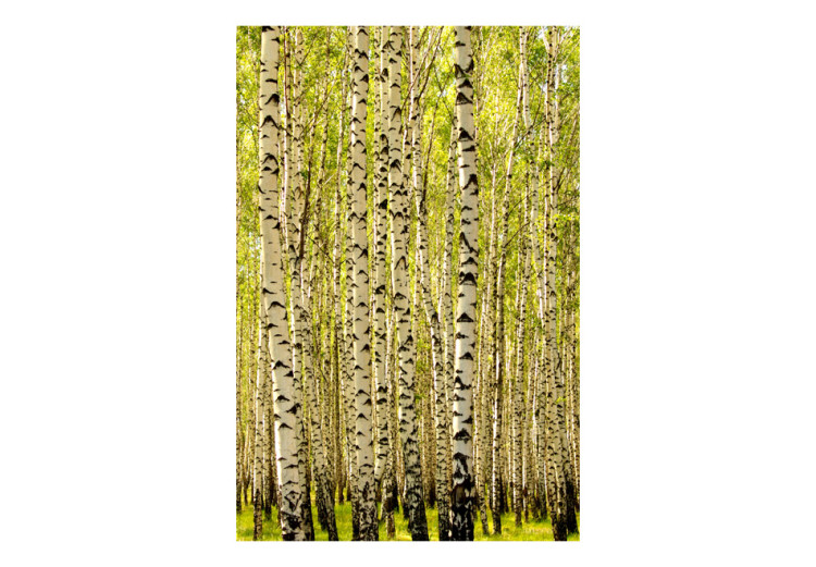 Fototapete Birkenwald - Landschaft mit hohen Bäumen und saftig grünen Blättern 60508 additionalImage 1