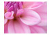 Fototapete Blühende Blütenblätter einer Dahlie 60708 additionalThumb 1