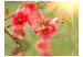 Vliestapete Blumenmotiv - Azaleenblumen in Wasserreflexionen und Sonnenstrahlen 60718 additionalThumb 1