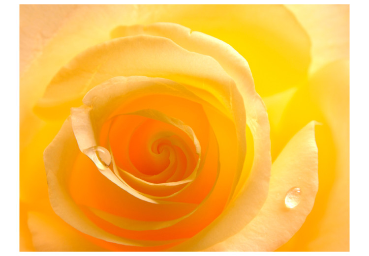Vlies Fototapete Gelbe Rose - beeindruckende Nahaufnahme einer Rosenblüte mit Wasser 60328 additionalImage 1