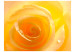 Vlies Fototapete Gelbe Rose - beeindruckende Nahaufnahme einer Rosenblüte mit Wasser 60328 additionalThumb 1