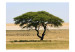 Vliestapete Etosha National Park, Namibia 60438 additionalThumb 1