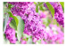 Vliestapete Fliederblüten - Frühjahrsmotiv mit Nahaufnahme von Pflanzen 60668 additionalThumb 1