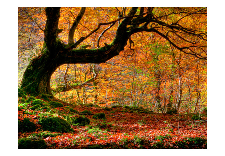 Fototapete Herbstwald und Blätter - Herbstlandschaft mit einsamem Baum im Zentrum 60278 additionalImage 1