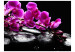 Fototapete Momente der Entspannung - Orchideenblüten auf Zen-Steinen auf Schwarz 60188 additionalThumb 1