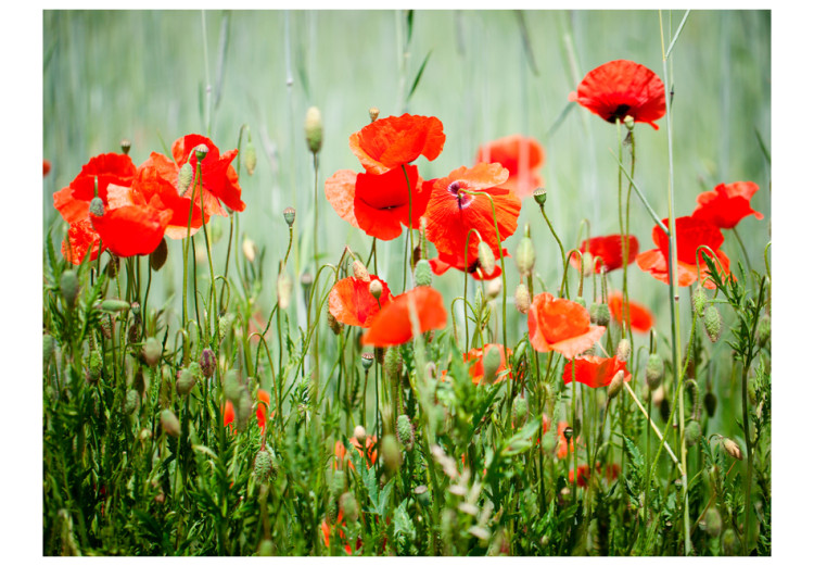 Fototapete Feld roter Mohnblumen - Wiese mit Nahaufnahme von Blumen 60398 additionalImage 1