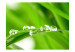 Vlies Fototapete Regentropfen auf einem Grashalm 59909 additionalThumb 1