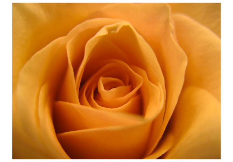 Vliestapete Gelbe Rose - Symbol der Freundschaft natürliche Aufnahme von Rosen 60329 additionalImage 1