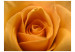 Vliestapete Gelbe Rose - Symbol der Freundschaft natürliche Aufnahme von Rosen 60329 additionalThumb 1