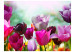 Vliestapete Schöner Frühlinggarten - Pflanzenmotiv mit Tulpenblüten in der Sonne 60349 additionalThumb 1